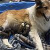 Rough Collie Puppies - Born 4/23/2025 - AKC Registered