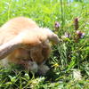 4 month old Holland Lop Buck for SALE!