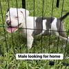 Micro/pocket American bully puppies