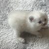 All White Manx Kitten Female 