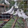 White Racing Pigeons Quality Bloodline 