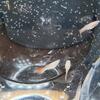 Live freshwater guppies (3 months old females).