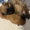 Pomeranian pups