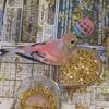 Bourke Parakeets, Parent Fed and Hand Fed Available 