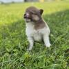 Pomeranian Puppies