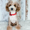 Toy poodle Stud service only!