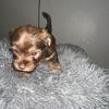 ONE SHORKIE GIRL  LEFT BORN ON 8/8FULLY VACINATED