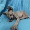 Sphynx kittens 