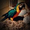 Blue and Gold Macaw