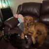 5 year old Dark Red AKC Male Golden