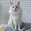 European Shaded maine coon retiring 