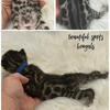 TICA bengal kittens