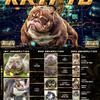 Exotic micro bully