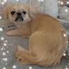 Pekinese boy 