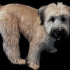 Soft Coated Wheaten 