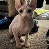 Male Sphynx hairless kitty 