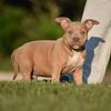 American Bully Pups Looking For Forever Home!