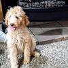 Full blooded male standard poodle 2 years old