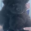 Registered purebred chow chow puppies 