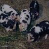 For sale Kunekune piglets 