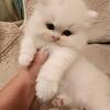 CFA Persian Kittens Now Ready