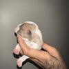 American bully pups 