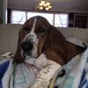Female Basset Hound
