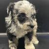 3 Miniature schnauzer puppies
