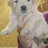 AKC Golden Retriever puppies