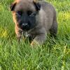 Belgian Malinois Puppies for Sale