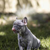 Akc registered French bulldog puppies blue and blue and tan , also lilac and tan