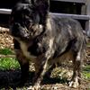 FLUFFY FEMALE FRENCH BULLDOG 