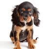 Rosco - Cavalier King Charles Spaniel 