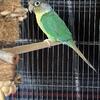 Female Turquoise Yellowsided Green cheek conure