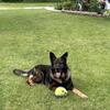 AKC German Shepard Stud Service Only
