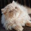 UPCOMING NEUTER Beautiful 7mo old PERSIAN boy