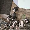 Boston terrier puppies