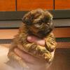 Teacup Shih Tzus for Christmas!