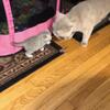 Scottish fold kittens 