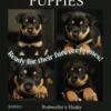High End Designer Rotsky Puppies!!!