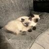 Siamese mix kittens