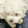 Havanese puppies soft hypoallergenic
