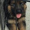 German shepherd puppy 