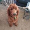 Red AKC standard 16 month old poodle pups for sale