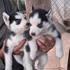 Husky Puppies For Sale