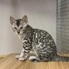 Silver Bengal kitten
