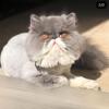 Persian cat stud big healthy 