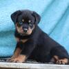 Rottweiler puppies for sale.