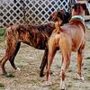 Boxer Puppies