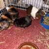 Free guinea pigs, male and female 
